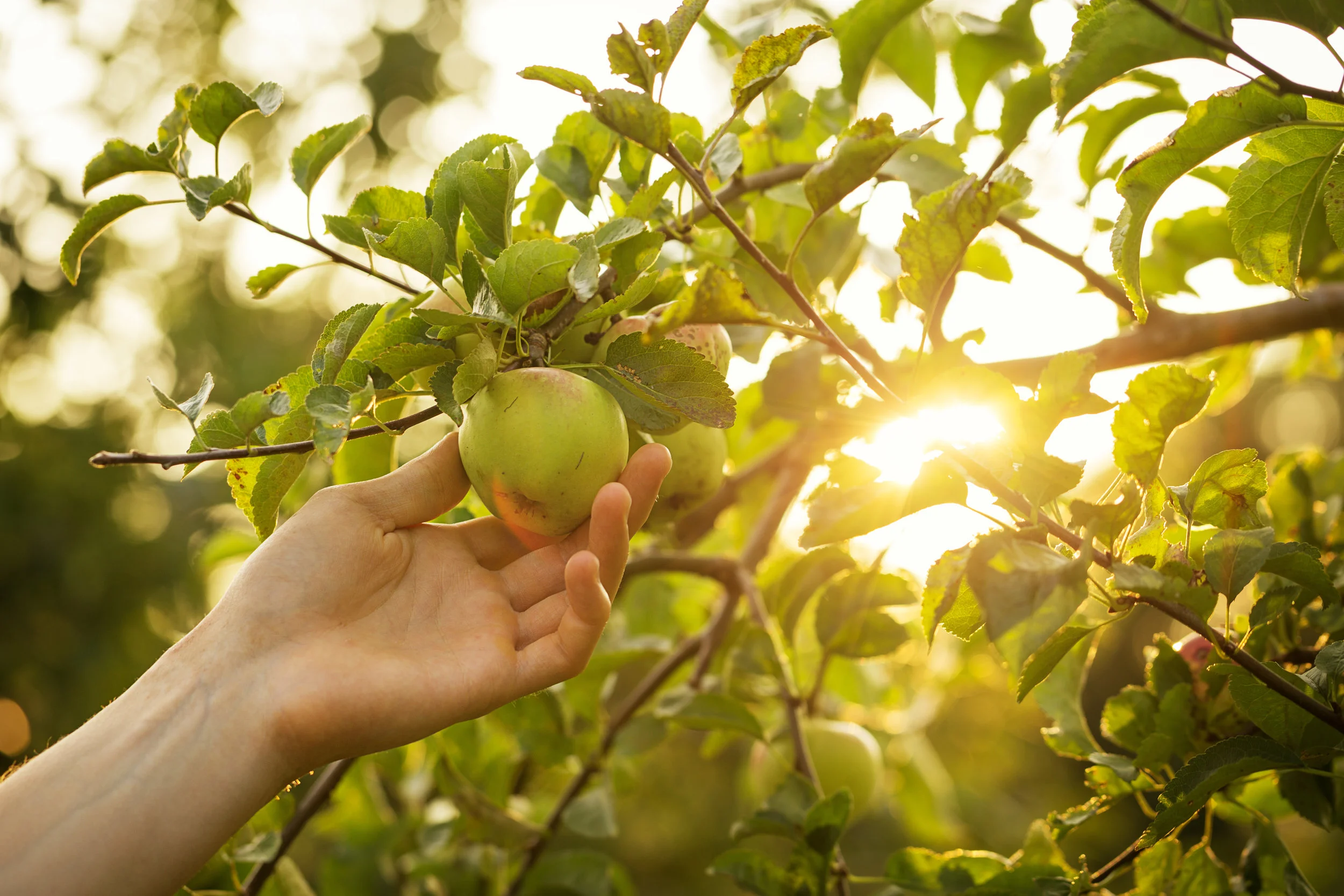 THE PERENNIAL JOURNEY