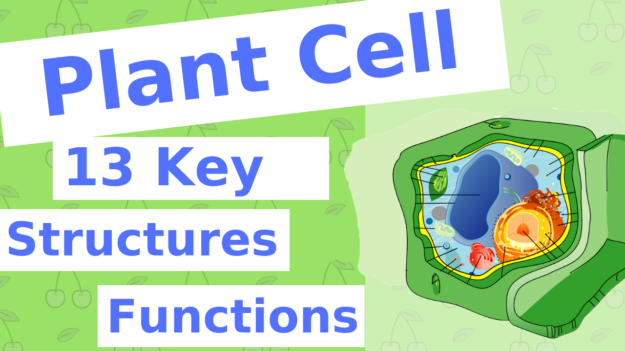 13 Key Structures and Functions of the Plant Cell