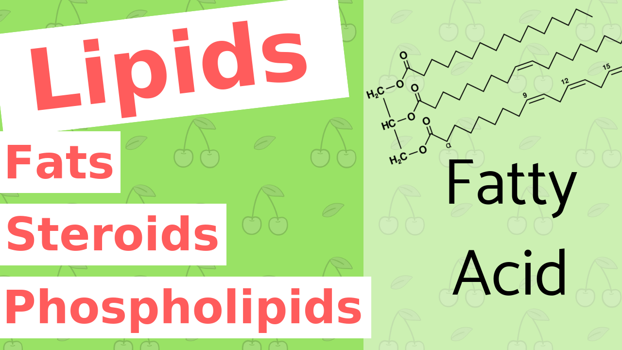 What are Lipids?