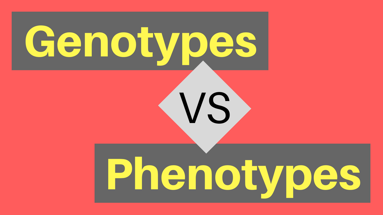 Genotypes vs Phenotypes