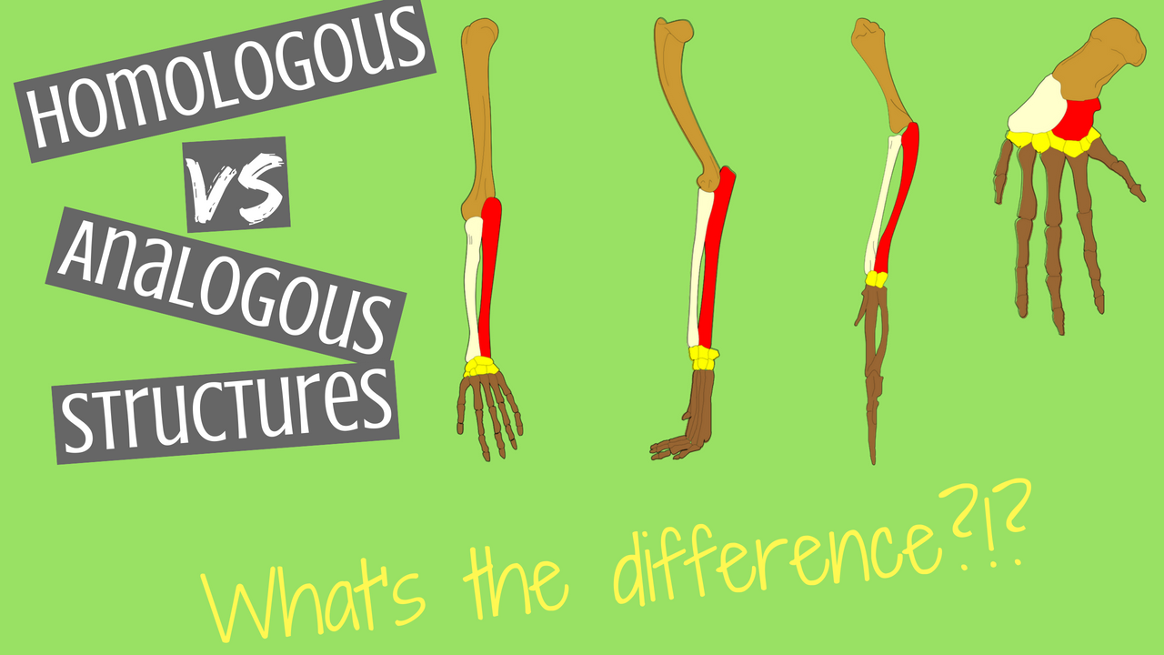 Homolgous Structures vs Analogous Structures