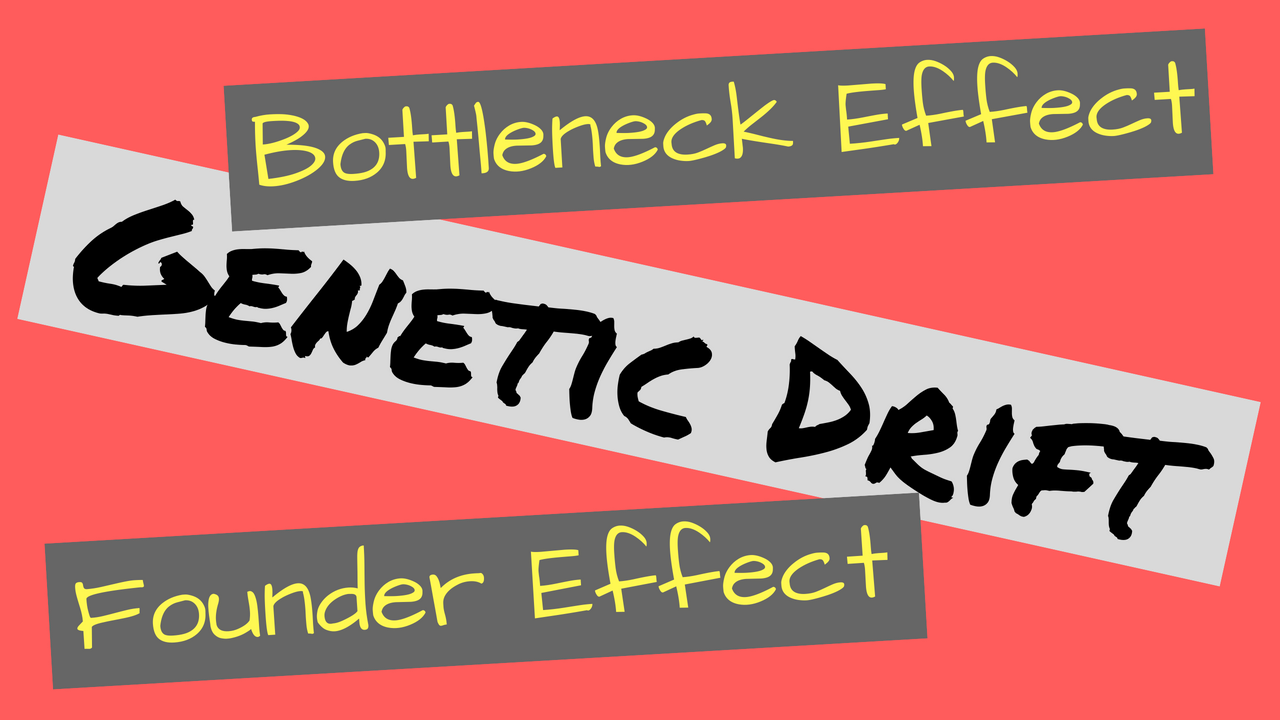 Genetic Drift | Bottleneck Effect vs Founder Effect