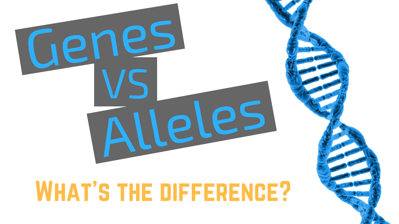 Genes vs Alleles