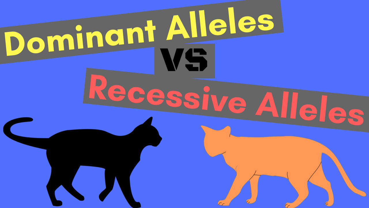 Dominant Alleles vs Recessive Alleles
