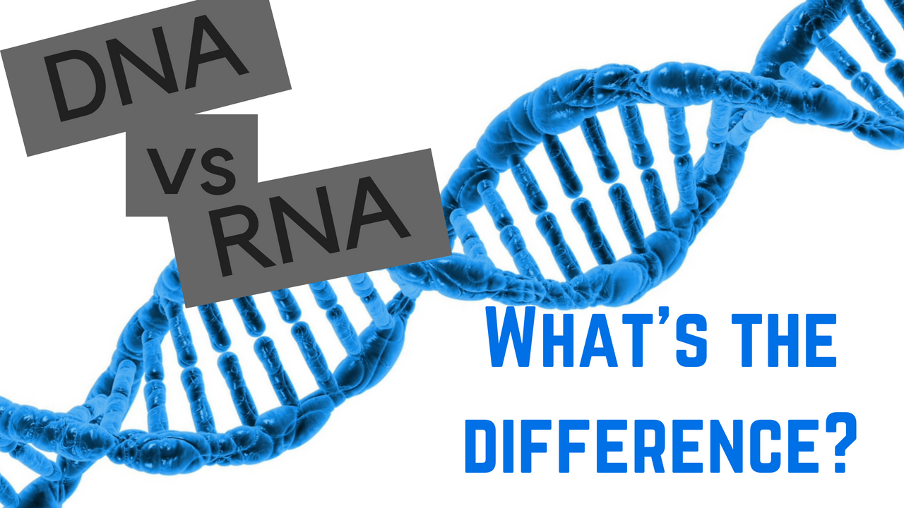 RNA vs DNA