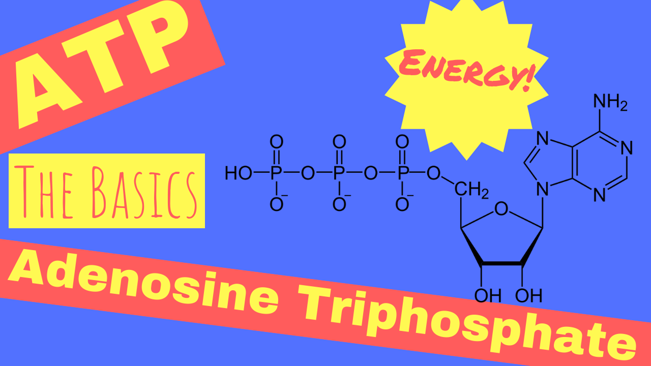 What is ATP | Adenosine Triphosphate