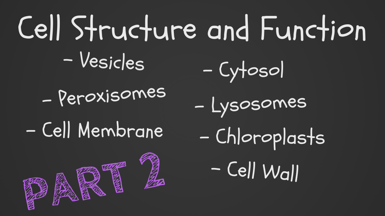 Cell Structure and Function Part 2