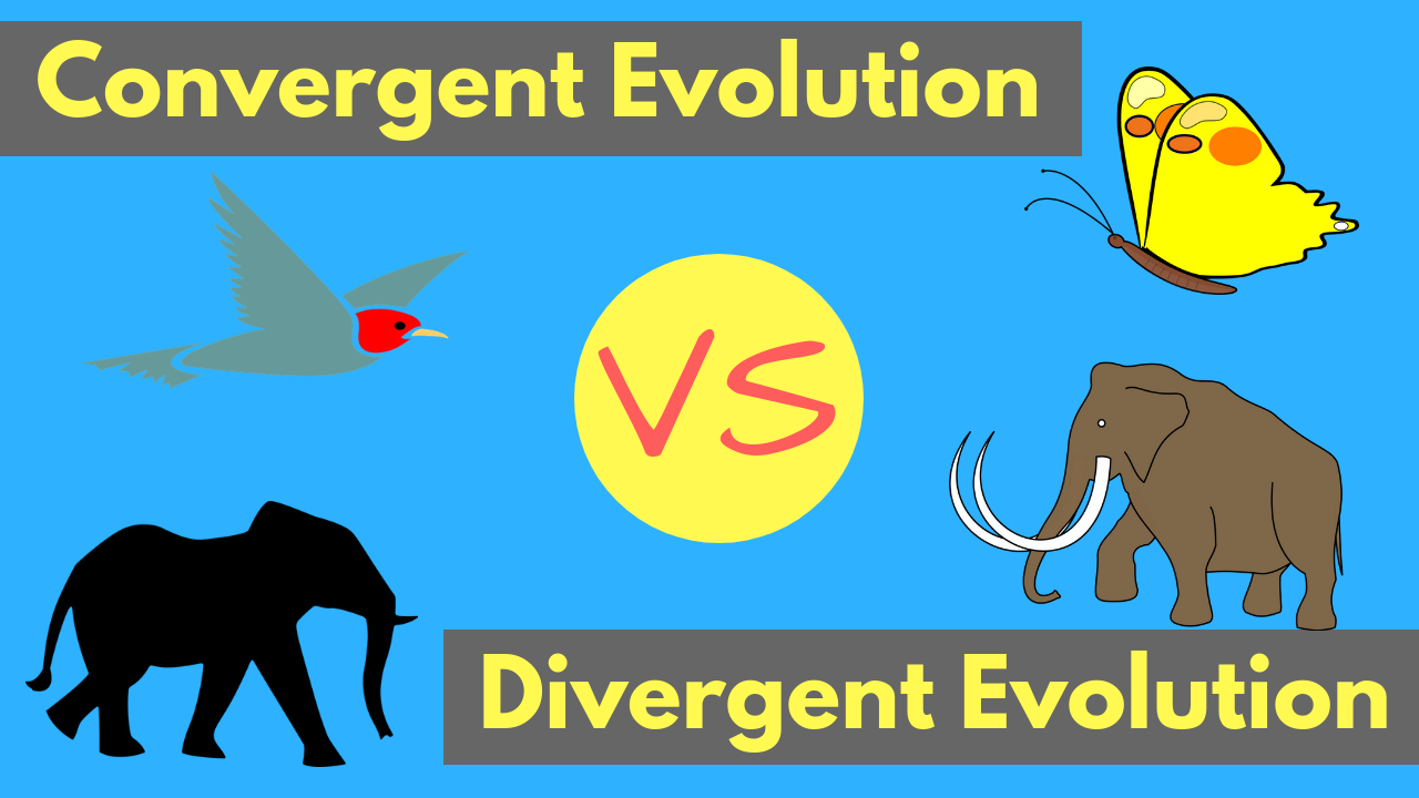 Convergent Evolution vs Divergent Evolution