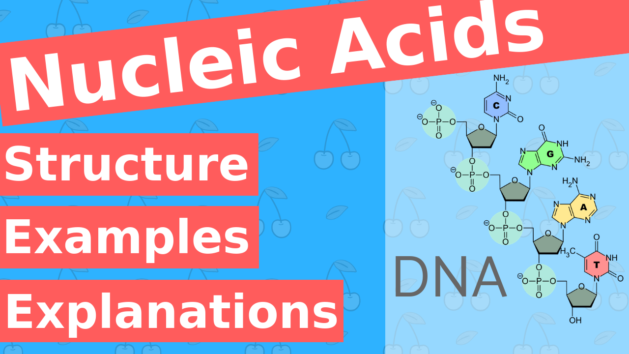 What are Nucleic Acids?