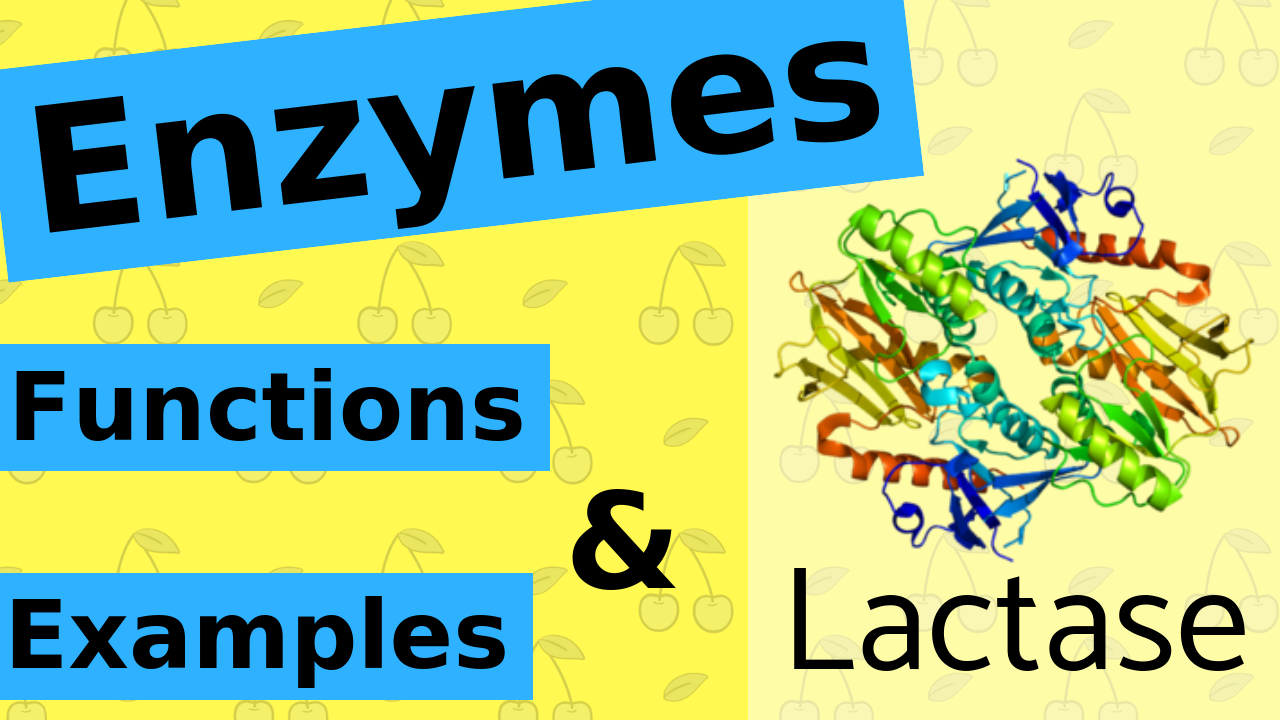 What are Enzymes