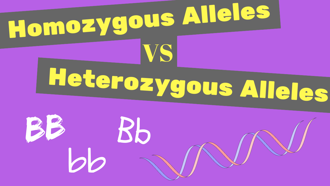 Homozygous Alleles vs Heterozygous Alleles