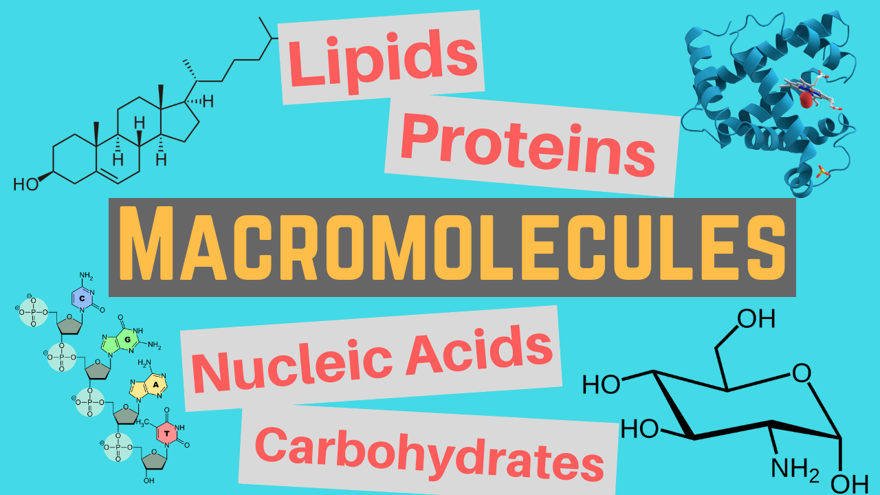 Macromolecule Classes and Functions