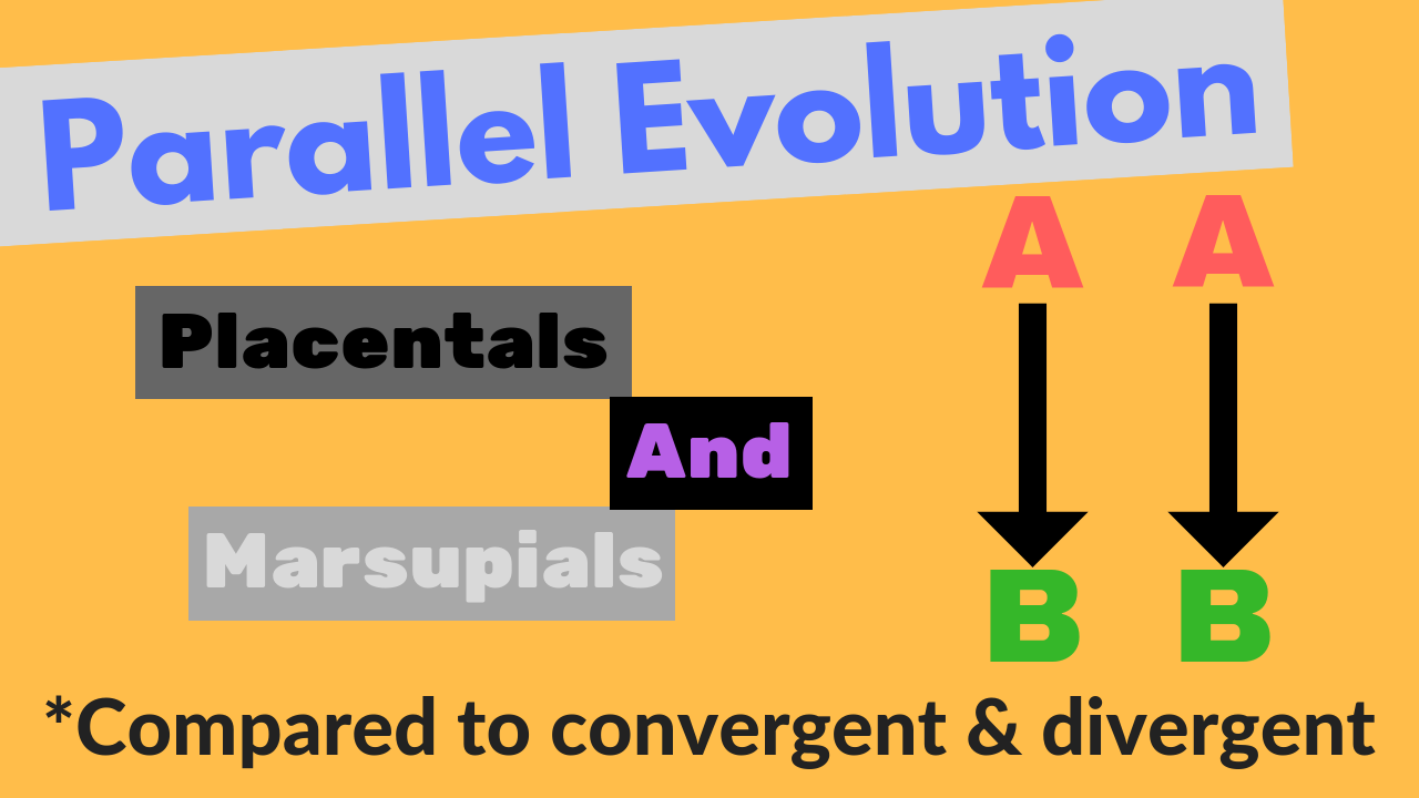 Parallel Evolution