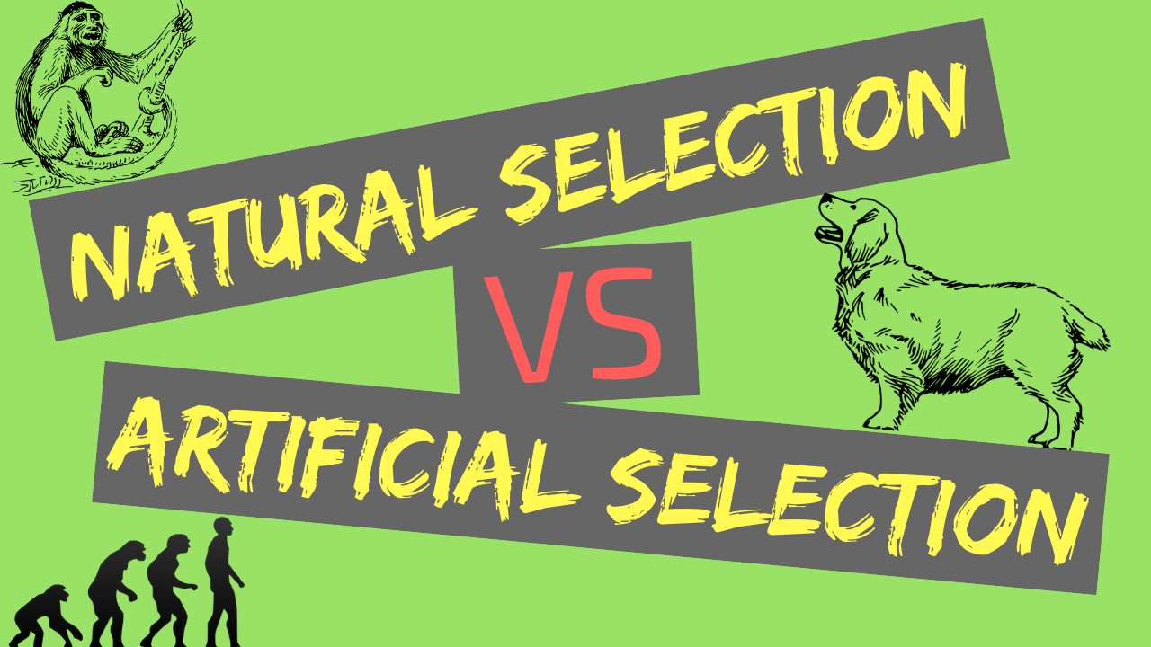 Natural Selection vs Artificial Selection