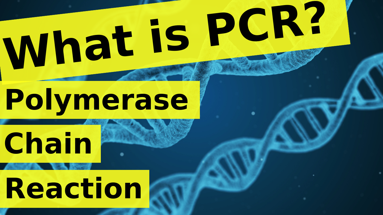 What is PCR | Polymerase Chain Reaction