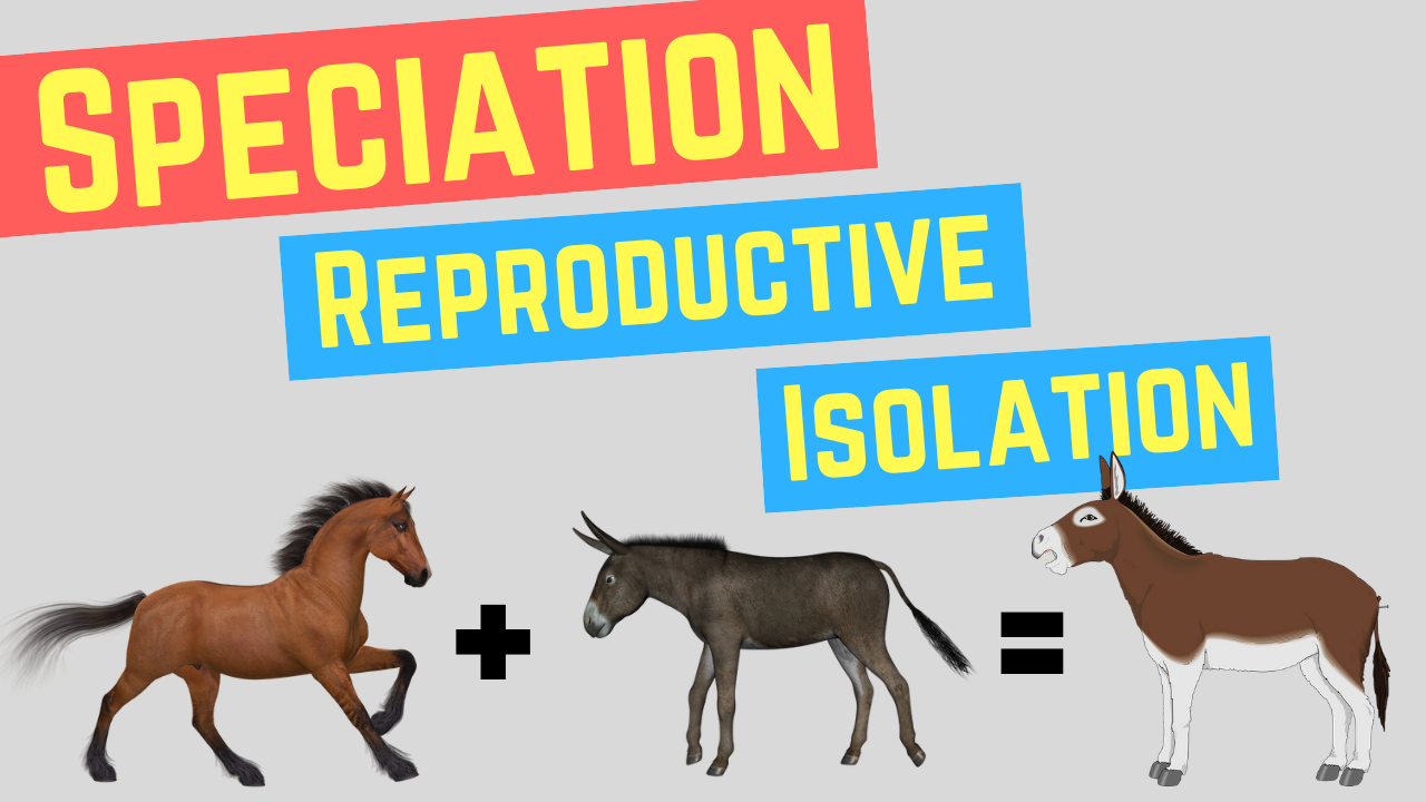 Speciation | Prezygotic vs Postzygotic Barriers 