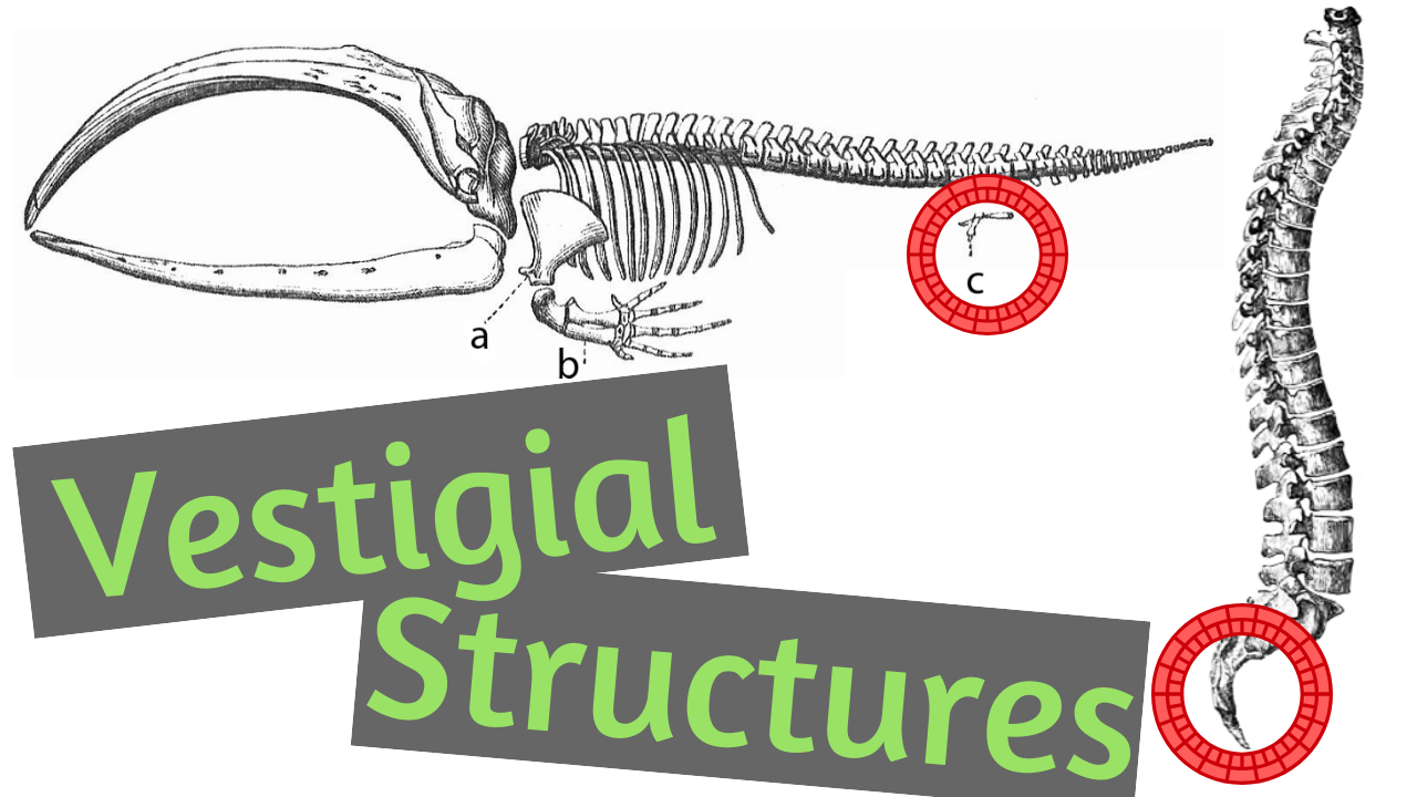 What are Vestigial Strucutres