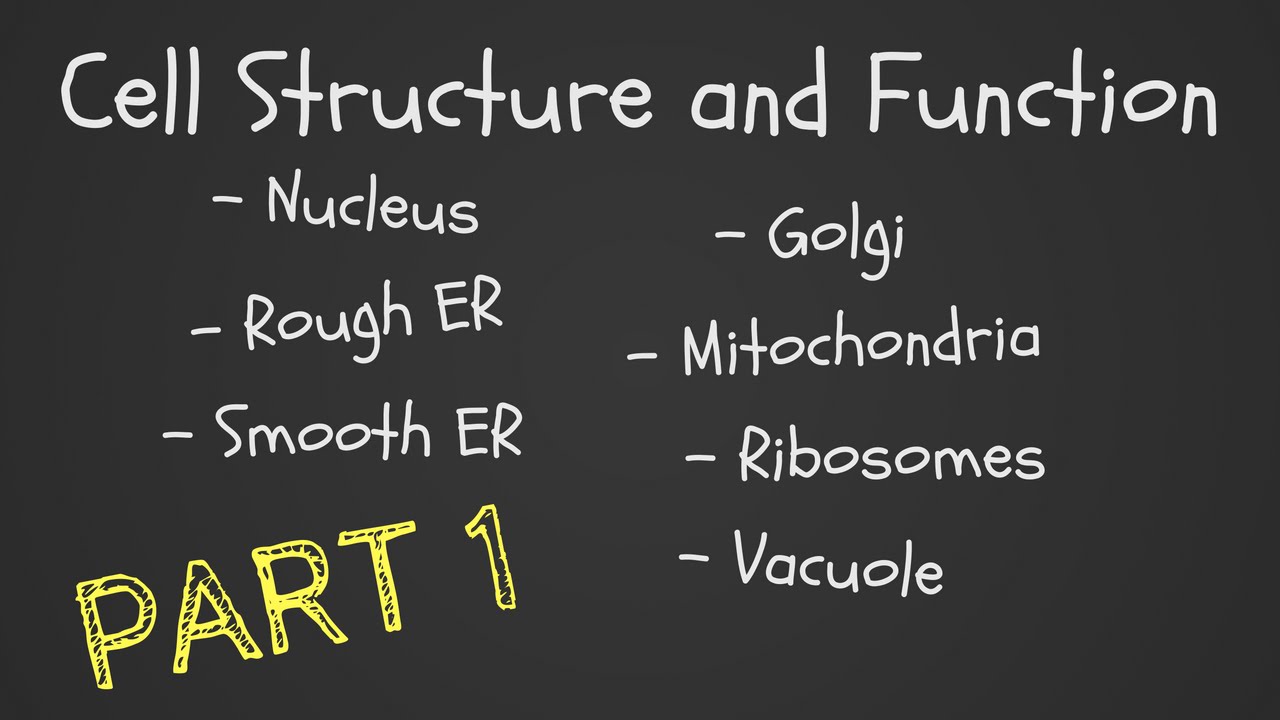 Cell Structure and Function Part 1