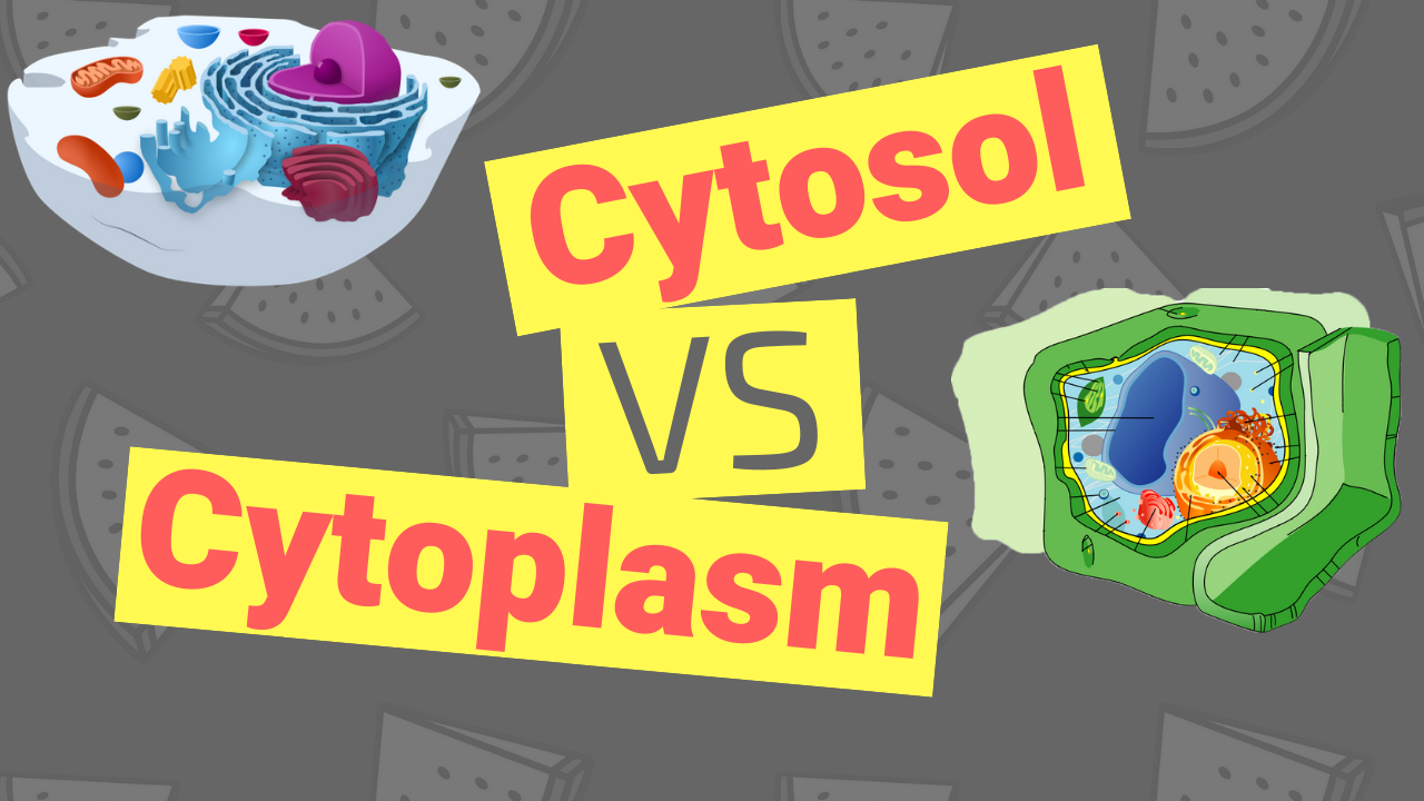 Cytosol vs Cytoplasm