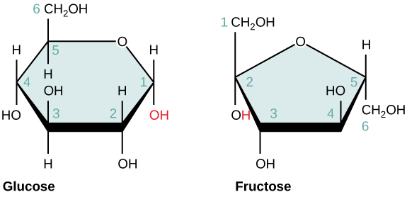 Common monosaccharides include glucose and fructose. Image adapted from OpenStax Biology.