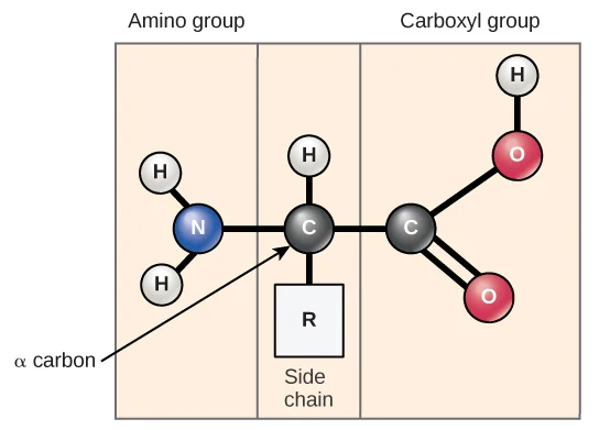 Amino acids are the building blocks of proteins, there are 20 different amino acids. Image adapted from OpenStax Biology.