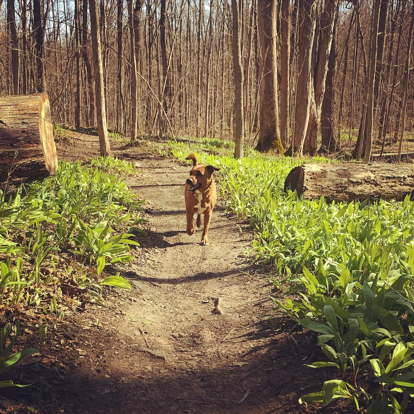 My mom will always be my favorite but Mother Earth is a close second. Happy Earth Day!
.
.
.
.
.
.
.
.
#thedailyolly #earthday #dogsofinstagram #muttsofinstagram #rescuedog #dcdogs #dcdogmom #mutt #cute #adoptdontshop #puppy #ilovemydog