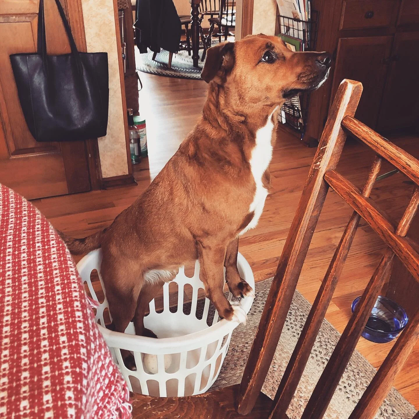 Couldn&rsquo;t see the top of the counter and had to improvise, smol dog problems .
.
.
.
.
.
.
.
#thedailyolly #smol #innovative #dogsofinstagram #muttsofinstagram #rescuedog #dcdogs #dcdogmom #mutt #cute #adoptdontshop #puppy #ilovemydog
