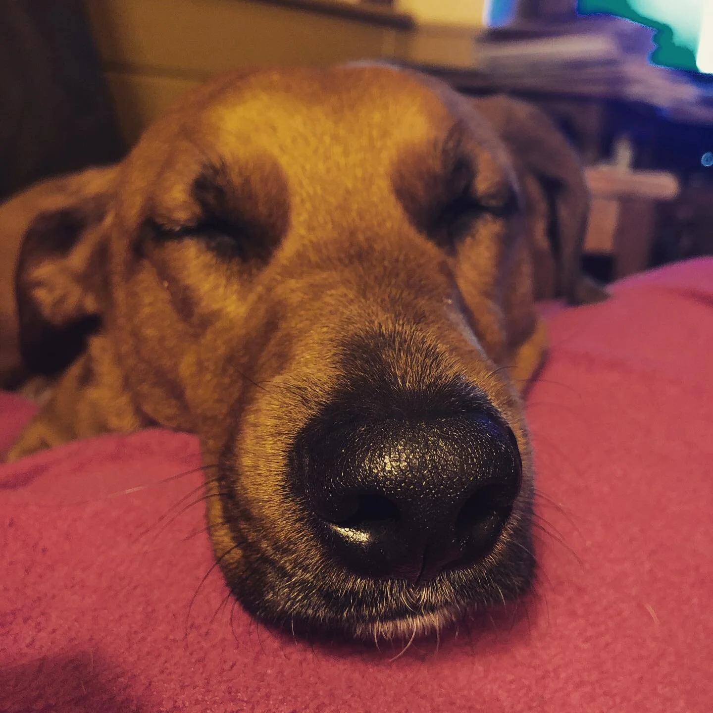 Mondays, amirite?
.
.
.
.
.
.
.
.
#thedailyolly #dogsofinstagram #muttsofinstagram #rescuedog #dcdogs #dcdogmom #mutt #cute #adoptdontshop #puppy #ilovemydog