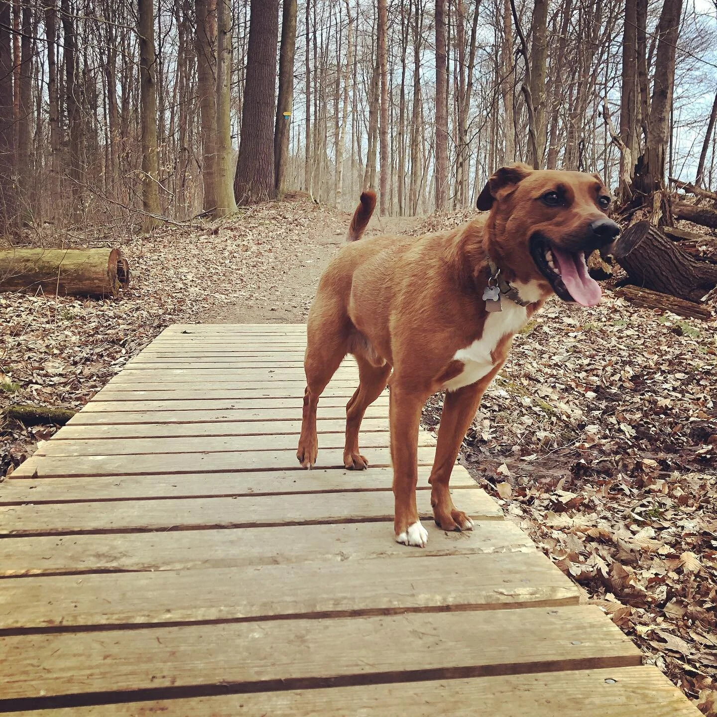 Happy dog. Happy Easter. 🐰 .
.
.
.
.
.
.
.
#thedailyolly #dogsofinstagram #muttsofinstagram #rescuedog #dcdogs #dcdogmom #mutt #cute #adoptdontshop #puppy #ilovemydog