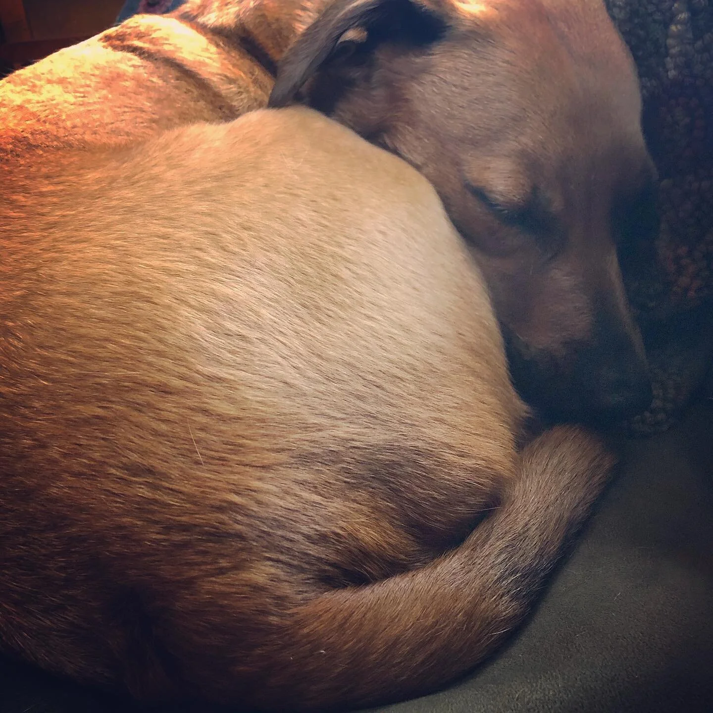 Monday mood
.
.
.
.
.
.
.
.
#thedailyolly #dogsofinstagram #muttsofinstagram #rescuedog #dcdogs #dcdogmom #mutt #cute #adoptdontshop #puppy #ilovemydog