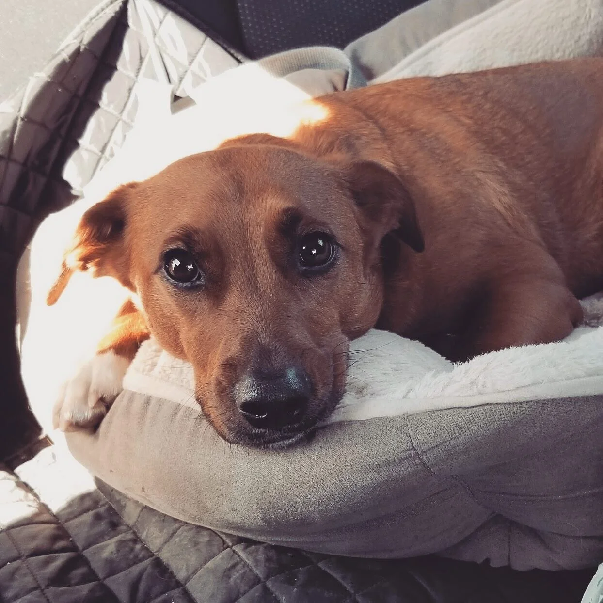 Excuse me but I think I&rsquo;ll stay in the weekend thank you
.
.
.
.
.
.
.
.
#thedailyolly #sundayscaries  #weekendvibes #dogsofinstagram #muttsofinstagram #rescuedog #dcdogs #dcdogmom #mutt #cute #adoptdontshop #puppy #ilovemydog