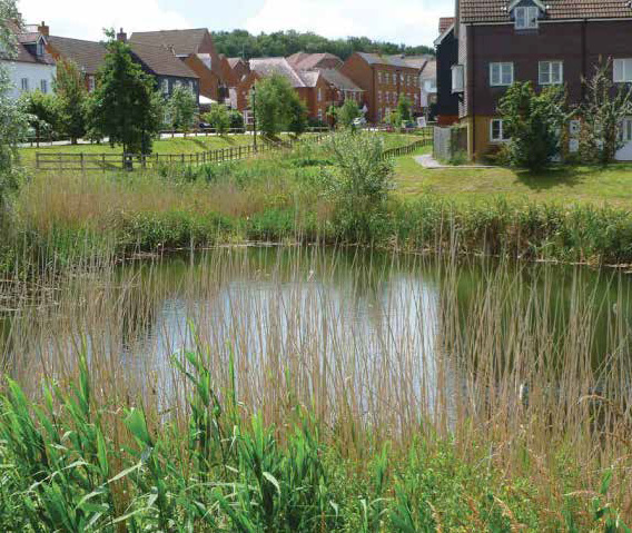 Local Pond