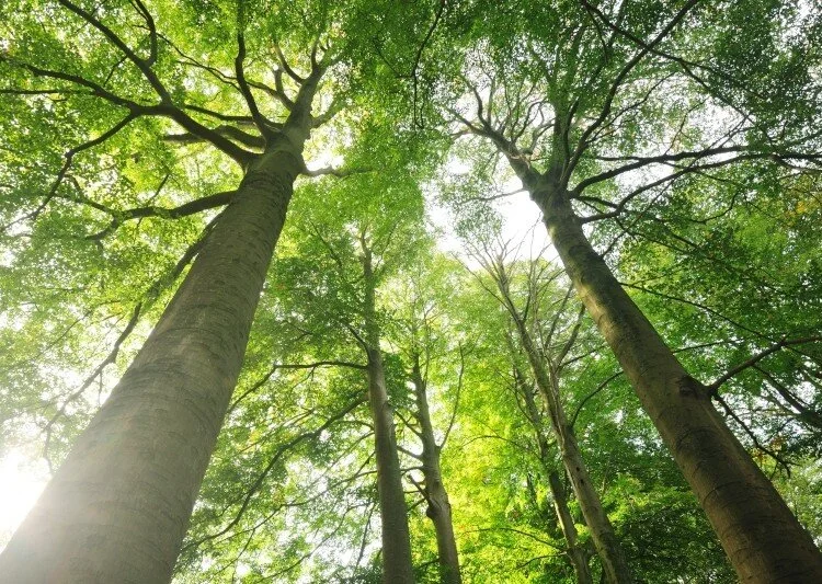 bomen in bos.jpg