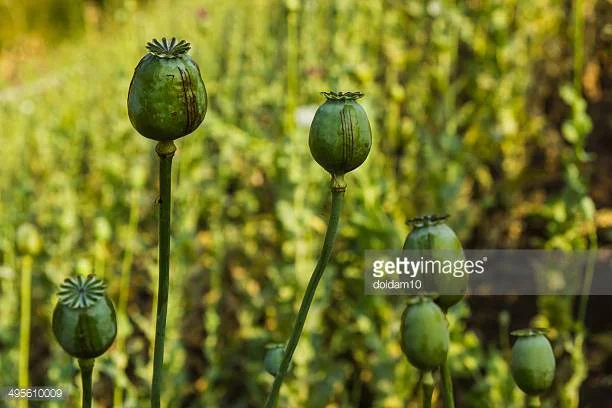 Photo by doidam10/iStock / Getty Images