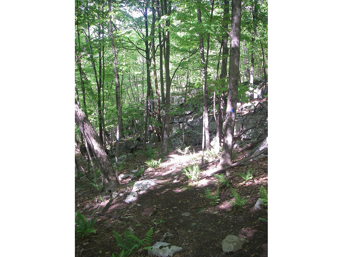 A short ramble through the woods leads to the banks of the Rondout Creek.