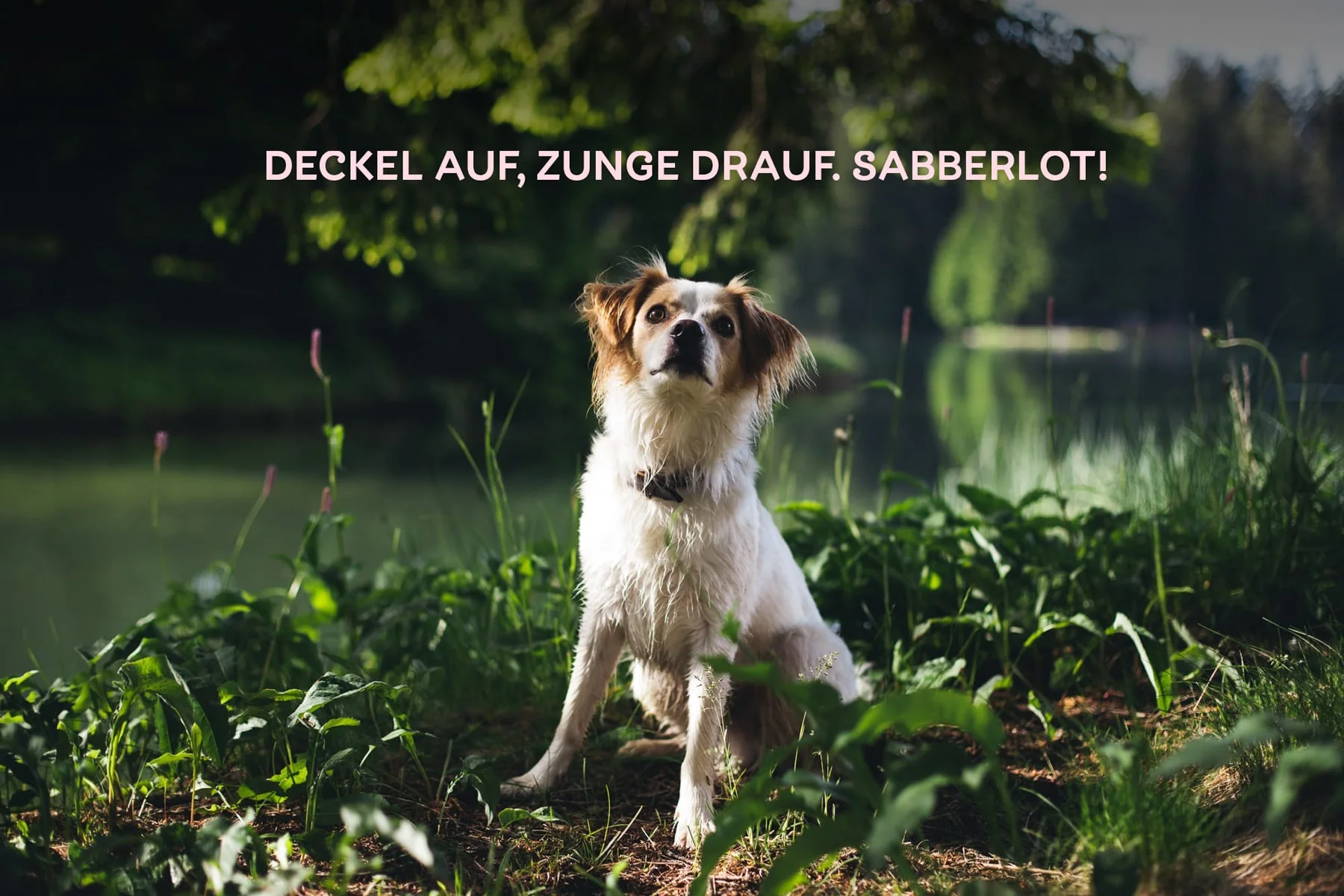 Cody-mit-Spruch.jpg