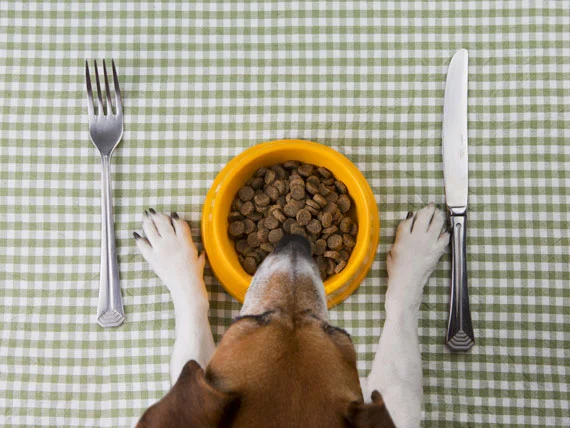 Dog Food-ing Our Way To V2 of Product Institute