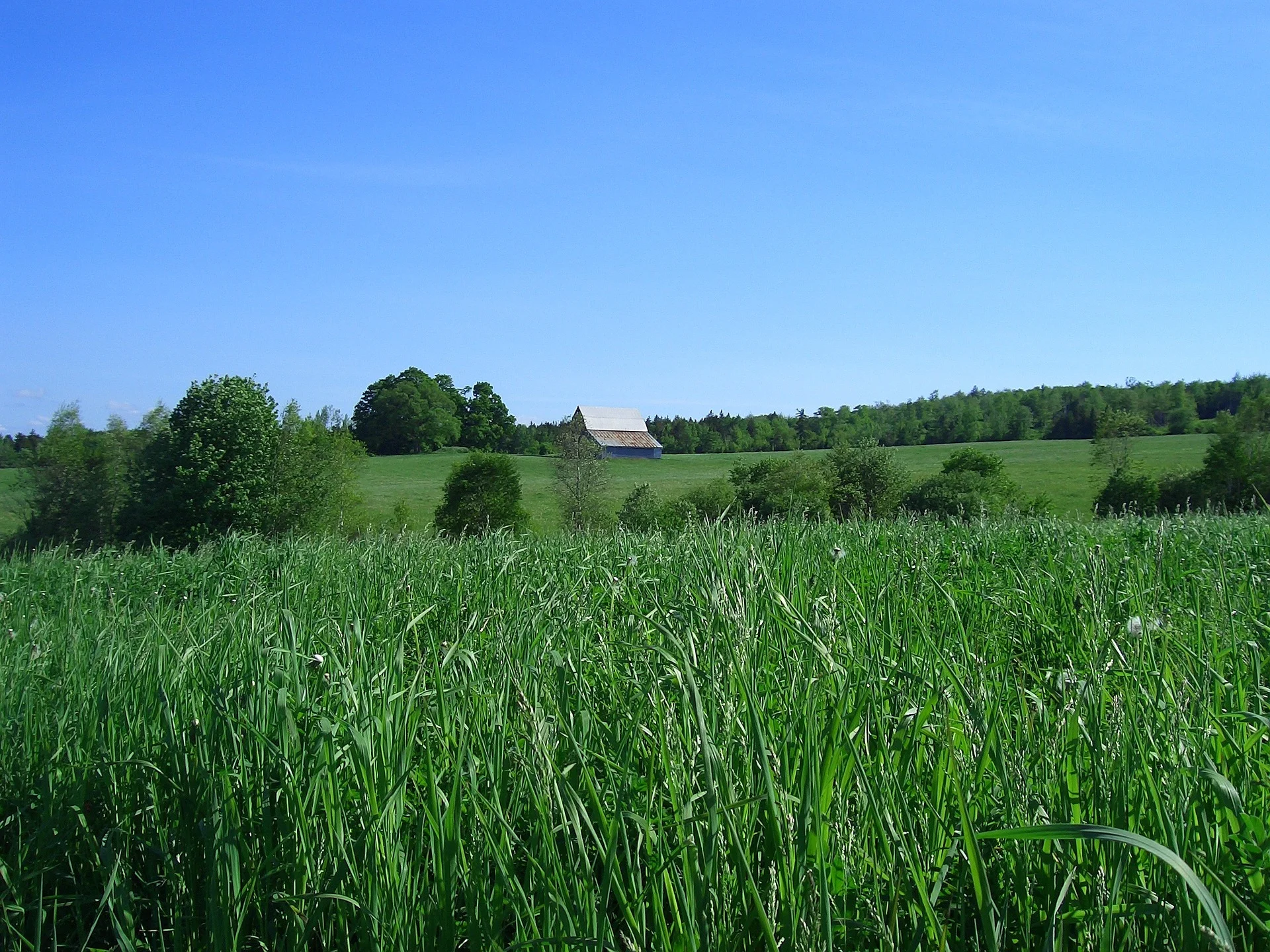 pasture-495279_1920.jpg