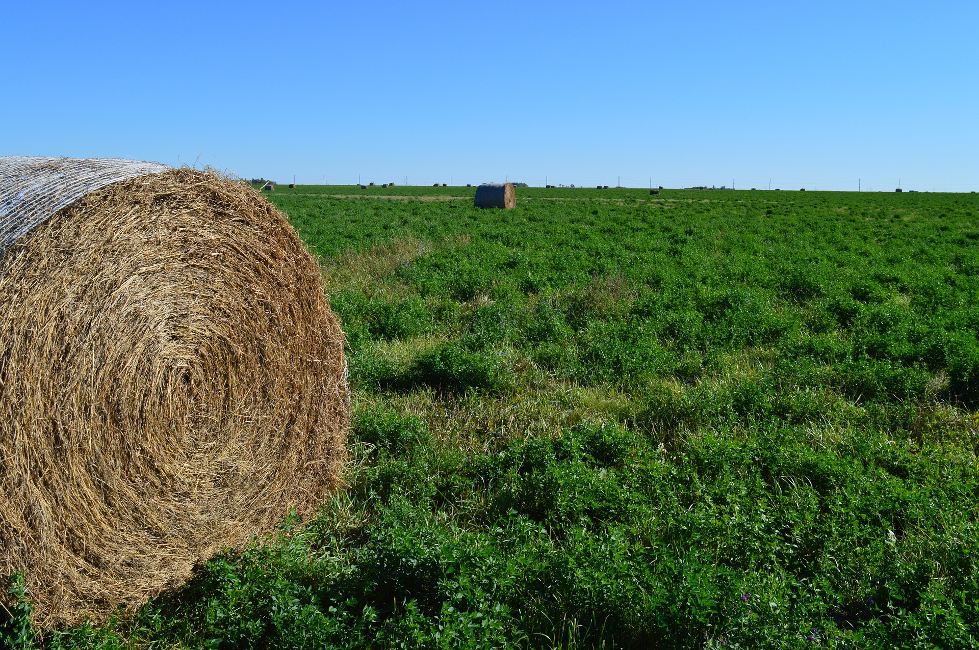 hay-bale-937605_1920.jpg
