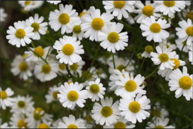 Chamomile