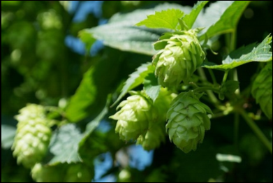 Hops