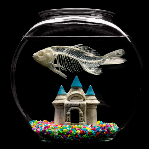 DAMIEN HIRST GETS A FISH FOR HIS SEVENTH BIRTHDAY