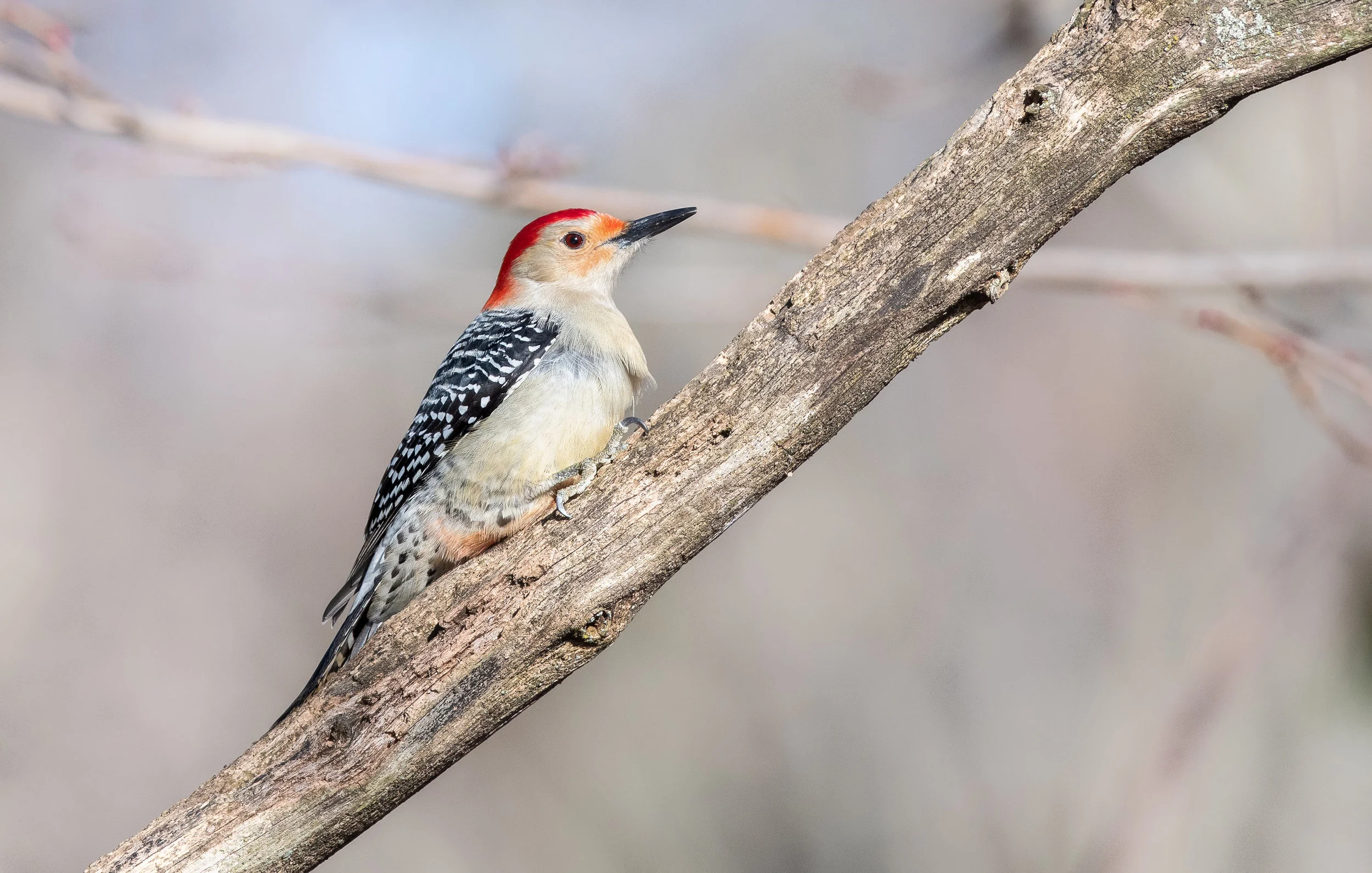 And a little surprise at the end! Red Bellied Woodpecker making an appearance