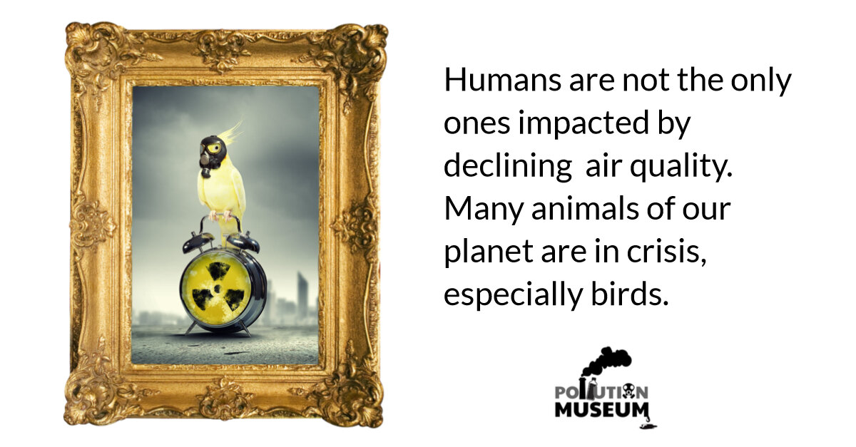 Pollution Museum Birds in decline with text.jpg