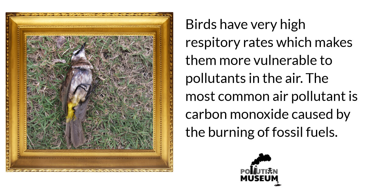 Pollution Museum dead bird frame & text.jpg