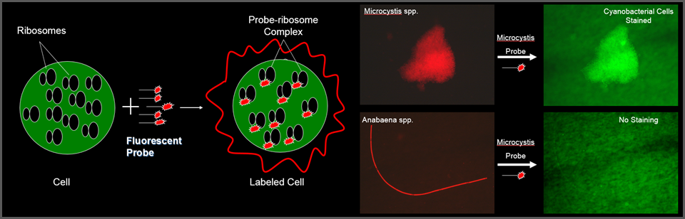 Conceptual cartoon of fluorescent in-situ hybridization technique on the left. On the right, examples of labelled and unlabelled cyanobacterial cells. The goal is to develop fluorescent probes with are specific to some species (e.g. toxic Microcystis spp.) while non-reactive to others (e.g. non-toxic Anabaena spp.) as shown here.