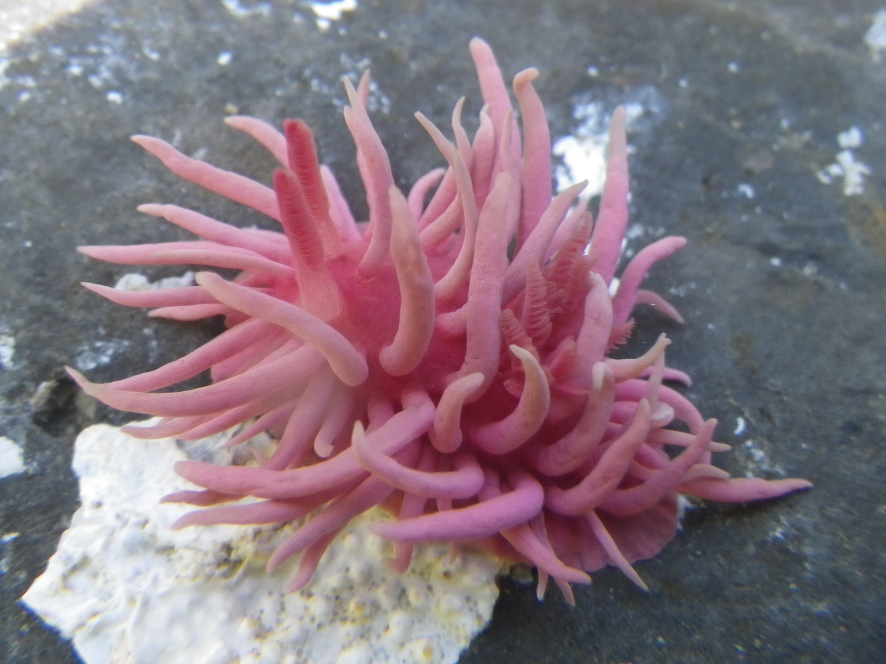 Hopkins Rose Nudibranch - Okenia rosacea Fitzgerald Marine Reserve, Moss Beach, CA Photography: Madelief Schelvis