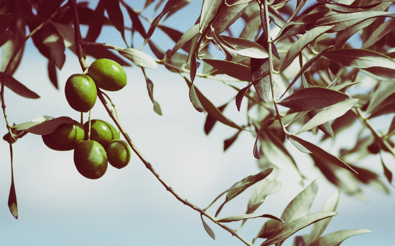olives-945749_1280.jpg