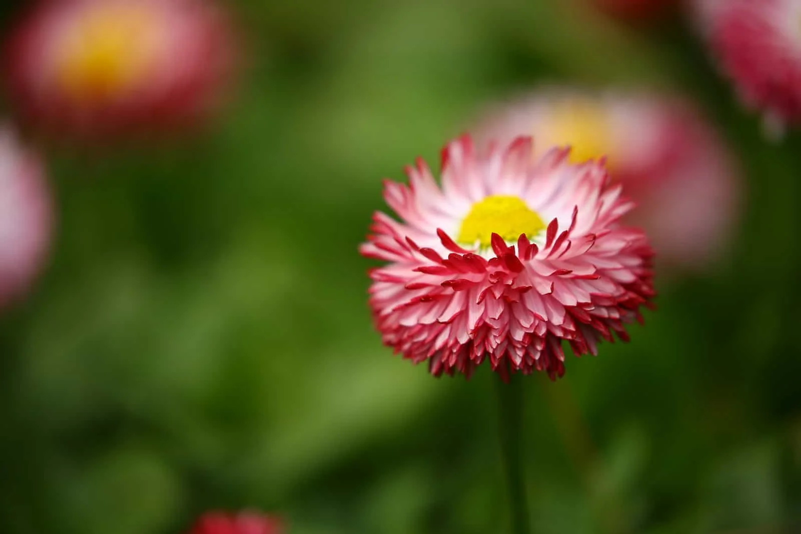 focus-oriented-psychotherapy-living-forward-whole-doralee-grindler-katonah-psychologist.jpg