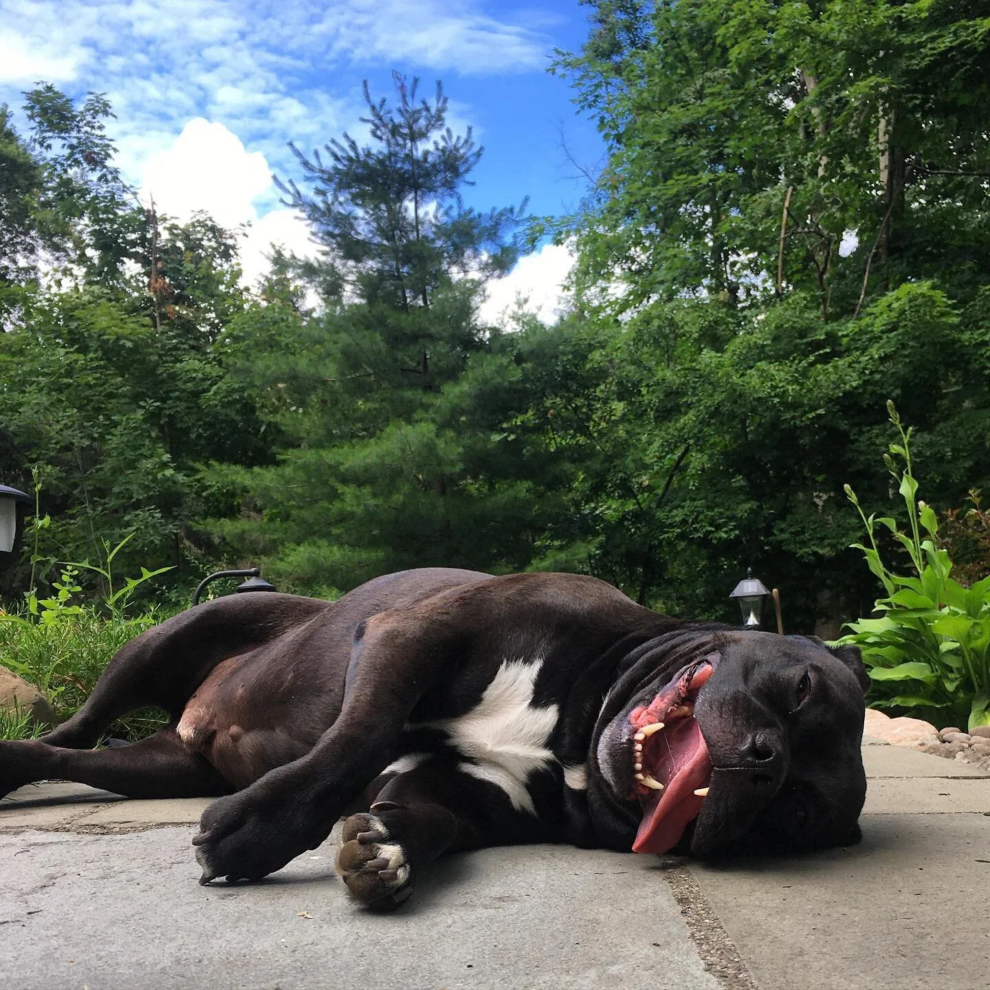 bloodwork is normal + Loki is back to being a complete doofus☀️ 

my poor lil dude has been limping and puking but the only theory we have is that &ldquo;he is being a fatty&rdquo; ... weighing in at 80 pounds he has forever been a solid muscle meatb